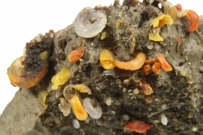 Colorful Agate Pseudomorph After Gastropods - Colorado #264695